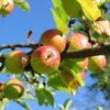 'Bountiful' Apple Tree -Garden Living Store Bountiful 1