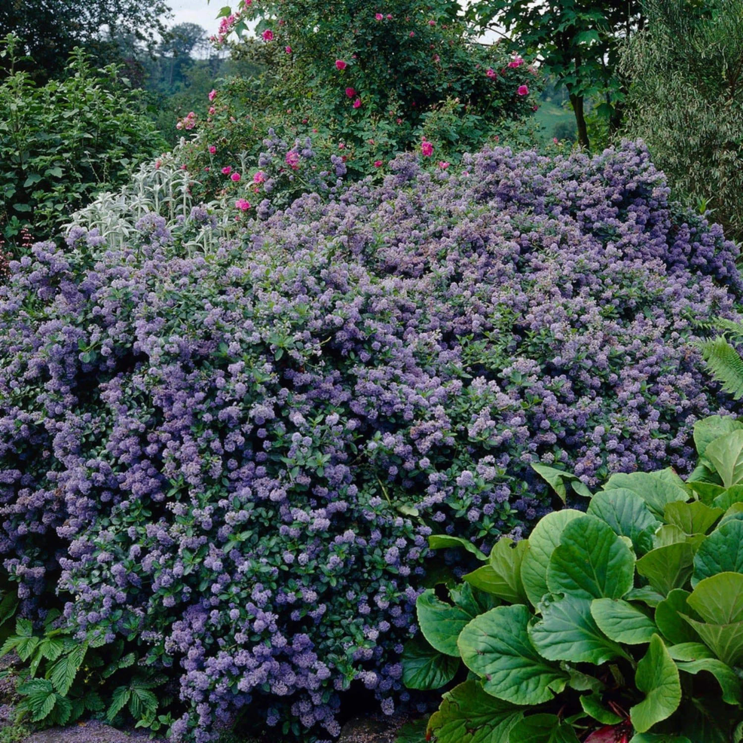 Ceanothus 'Puget Blue 3 Ceanothus 'Puget Blue
