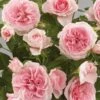 'Parade Cajsa' Patio Shrub Rose -Garden Living Store Cajsa Parade Poulpar094 N