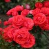 'Cherry Girl' Floribunda Rose -Garden Living Store Cherry Girl 8 9780628f d4a2 46a7 b70d 49c9c6af1f1b
