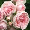 'Cinderella' Shrub Rose -Garden Living Store Cinderella01 25d75693 c5ca 4d53 a582 b8843f6eef5c