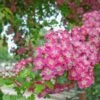 Crimson Cloud' Hawthorn Tree | Crataegus Laevigata -Garden Living Store CrimsonCloud 1