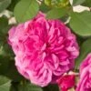 'Patio Hit Dafne' Patio Shrub Rose -Garden Living Store Dafne Hit PatioHit Poulpah103 N