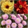 Dahlia Temptation Collection -Garden Living Store Dahlia collage