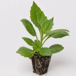 Dahlia Dalina Maxi 'Salinas' Jumbo Plug Plants -Garden Living Store Dahlia example a032a9cc cdb2 41ca 9f2a ecd5b64e8108