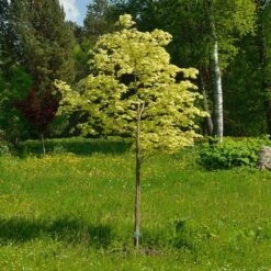 Variegated Norway Maple Tree | Acer Platanoides 'Drummondii' -Garden Living Store Drummondii 1