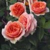 'Duchess Of Cornwall' Hybrid Tea Rose -Garden Living Store Duchess of Cornwall 1
