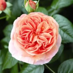 'Duchess Of Cornwall' Hybrid Tea Rose -Garden Living Store Duchess of Cornwall 3