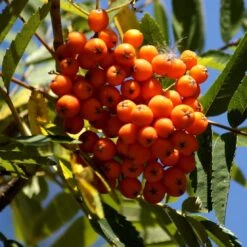Scarlet Japanese Rowan Tree | Sorbus Commixta 'Embley' -Garden Living Store Embley 1