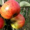 Sunset Apple Tree -Garden Living Store FRU0204 1
