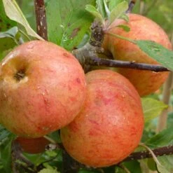 Sunset Apple Tree -Garden Living Store FRU0204 2