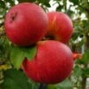 Scrumptious® Apple Tree -Garden Living Store FRU0209 1 page