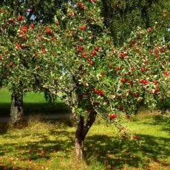 Red Windsor® Apple Tree -Garden Living Store FRU0210 4