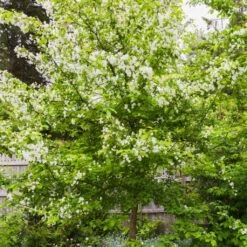 Red Windsor® Apple Tree -Garden Living Store FRU0210 5