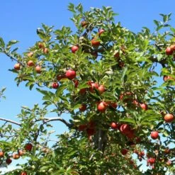Red Windsor® Apple Tree -Garden Living Store FRU0210 6