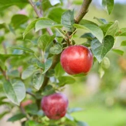 Red Windsor® Apple Tree -Garden Living Store FRU0210 7