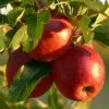 Red Windsor® Apple Tree 1 Red Windsor® Apple Tree -Garden Living Store FRU0211 1