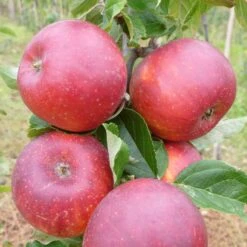 Red Windsor® Apple Tree -Garden Living Store FRU0211 2