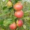 Laxton's Superb Apple Tree 2 Laxton's Superb Apple Tree -Garden Living Store FRU0215 1