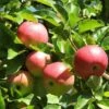 'Discovery' Semi-Dwarf Apple Tree 2 'Discovery' Semi-Dwarf Apple Tree -Garden Living Store FRU0242 4