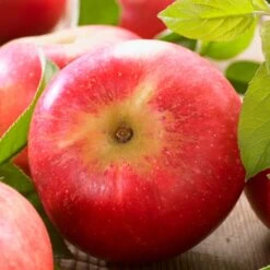 'Discovery' Semi-Dwarf Apple Tree 16 'Discovery' Semi-Dwarf Apple Tree -Garden Living Store FRU0242 6