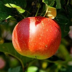 'Discovery' Semi-Dwarf Apple Tree 13 'Discovery' Semi-Dwarf Apple Tree -Garden Living Store FRU0243 2