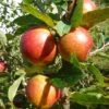 'Ellisons Orange' Apple Tree -Garden Living Store FRU0452 1