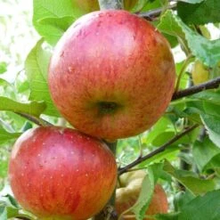 'Pixie' Apple Tree 12 'Pixie' Apple Tree -Garden Living Store FRU0459 1