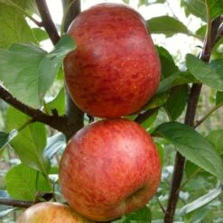 'Pixie' Apple Tree 13 'Pixie' Apple Tree -Garden Living Store FRU0459 2