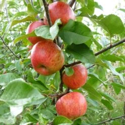 'Pixie' Apple Tree 14 'Pixie' Apple Tree -Garden Living Store FRU0459 3