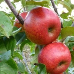 'Pixie' Apple Tree 15 'Pixie' Apple Tree -Garden Living Store FRU0459 4