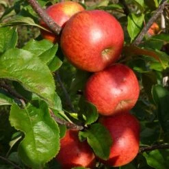 'Pixie' Apple Tree 16 'Pixie' Apple Tree -Garden Living Store FRU0459 5