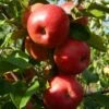 'Pixie' Apple Tree -Garden Living Store FRU0459 6