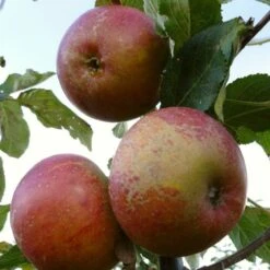 'Queen Cox' Apple Tree 10 'Queen Cox' Apple Tree -Garden Living Store FRU0461 1
