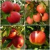 Endless Apples Collection | Scrumptious, Braeburn Hillwell, James Grieve & Red Windsor -Garden Living Store FRUCOL3 1