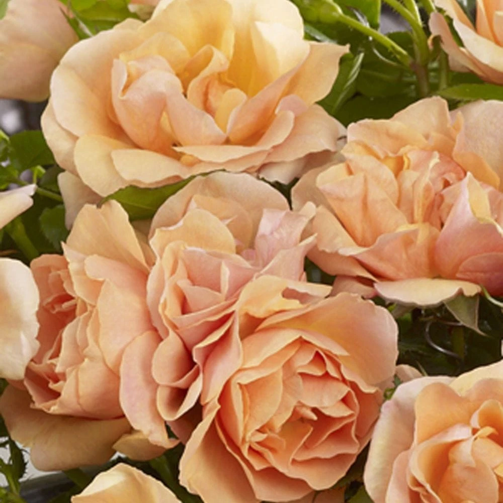 'Palace Fleur' Patio Shrub Rose 4 'Palace Fleur' Patio Shrub Rose - Image 2