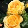 'Global Beauty (Candlelight)' Hybrid Tea Rose -Garden Living Store Global Beauty 1