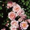 'Happy Retirement' Shrub Rose -Garden Living Store Happy Retirement