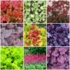 The All Year Round Heuchera Collection 1 The All Year Round Heuchera Collection -Garden Living Store Heuchera collage 985115b0 6ec9 401b 845f 453a327300c9