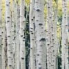 Himalayan Birch Tree | Betula Utilis Jacquemontii -Garden Living Store Himalayanbirch