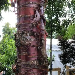 Single Stem Tibetan Cherry Tree | Prunus Serrula -Garden Living Store IMG 2542 1