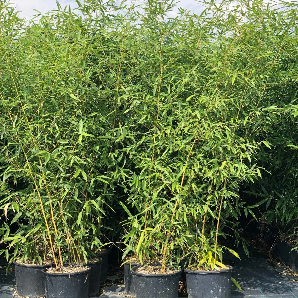 Golden Bamboo | Phyllostachys Aurea 3 Golden Bamboo | Phyllostachys Aurea