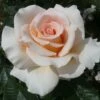 'Isn't She Lovely' Hybrid Tea Rose -Garden Living Store ISN T SHE LOVELY 2 Diciluvit 6b1576e0 7cd2 424d b985 1a70f687b950