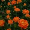 'Irish Eyes' Floribunda Rose -Garden Living Store Irish Eyes Dicwitness 88c55db3 6adc 49df ba6a c821f498dd60