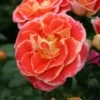 'Airbrush' Floribunda Rose -Garden Living Store KORgetcali Airbrush 898818cd a684 451b abe5 5c4e86dff508