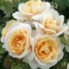 'Champagne Moment' Floribunda Rose -Garden Living Store KORvanaber Champagne Moment 50f9e857 6b7c 4b1d 8f50 2ac0b2380701