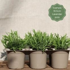 Lavender 'Hidcote Improved' -Garden Living Store Lavender 10.5cm pots b386b239 040c 4053 bfde e0c018371f35