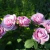 'Lavender Ice' Patio Shrub Rose -Garden Living Store Lavender Ice 4 1