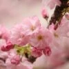 Kurilensis Ruby' Cherry Blossom Tree | Prunus Nipponica -Garden Living Store Nipponica 1