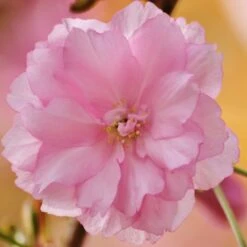 Kurilensis Ruby' Cherry Blossom Tree | Prunus Nipponica -Garden Living Store Nipponica 3